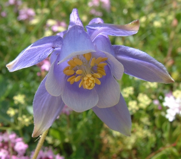 Aquilegia magellensis / Aquilegia magellense